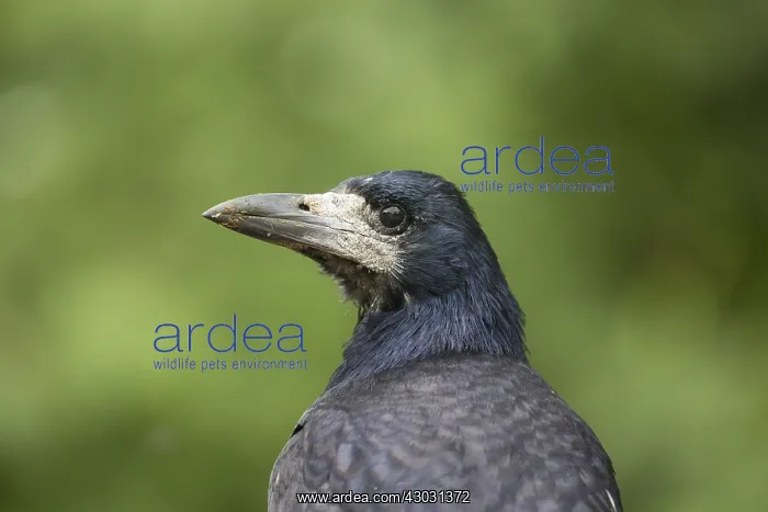 : Rook - portrait - Germany : Rook - portrait - Germany