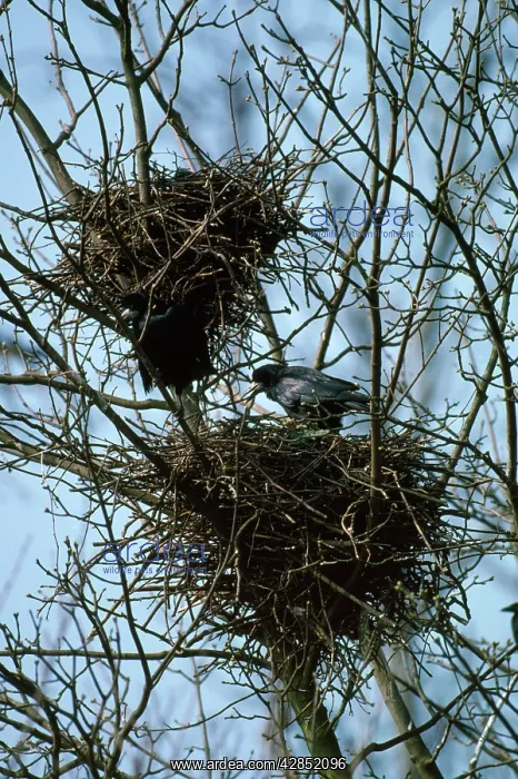  : Rook - at roost