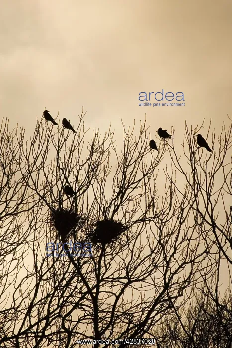 : Rook - Roosting in tops of trees in winter : Rook - Roosting in tops of trees in winter
