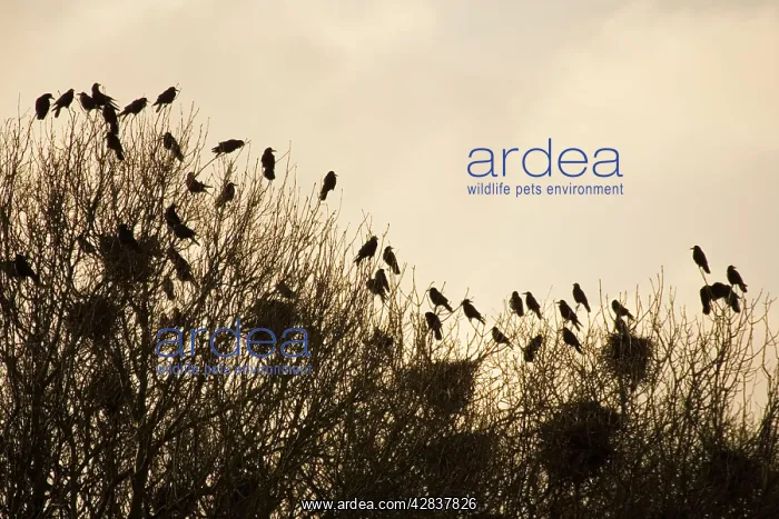 : Rook - Roosting in tops of trees in winter : Rook - Roosting in tops of trees in winter