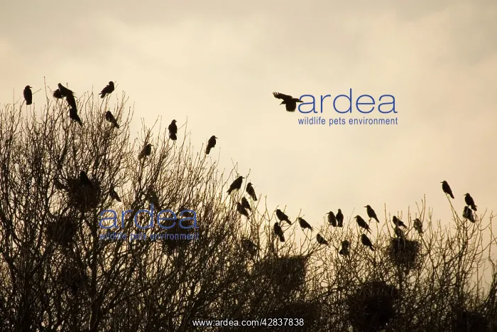 : Rook - Roosting in tops of trees in winter : Rook - Roosting in tops of trees in winter