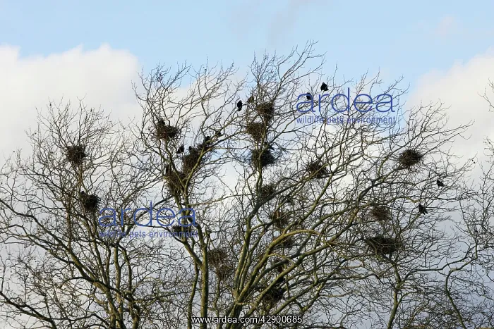 : Rook - roosting in tree : Rook - roosting in tree