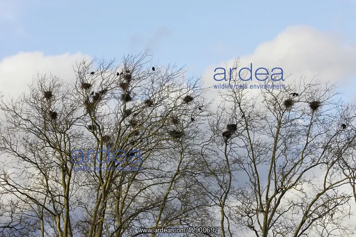 : Rook - roosting in tree : Rook - roosting in tree