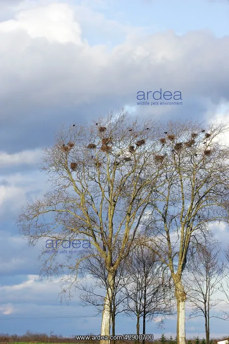 : Rook - roosting in tree : Rook - roosting in tree