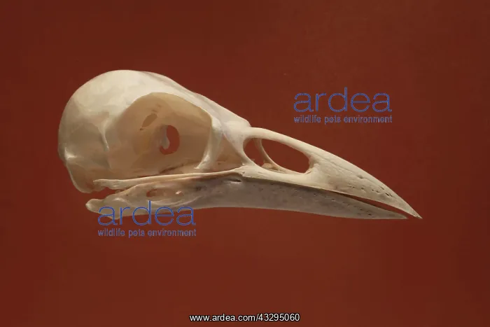 : Rook Skull : Rook Skull
