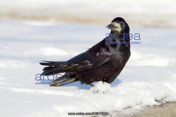 : Rook - in the snow : Rook - in the snow