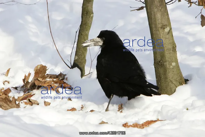 : Rook - in snow : Rook - in snow