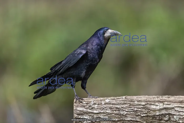 : Rook - UK : Rook - UK