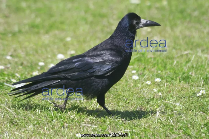 : Rook walking on grass : Rook walking on grass