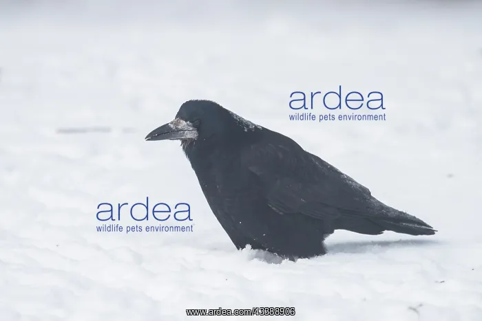: Rook winter : Rook winter