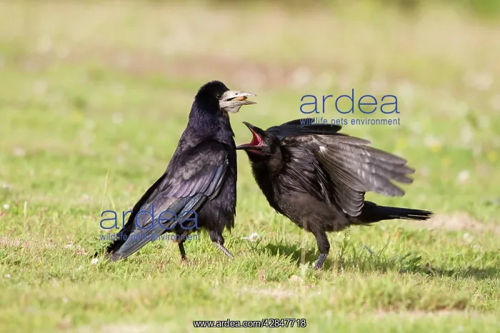 : Rook - young pestering adult for food : Rook - young pestering adult for food