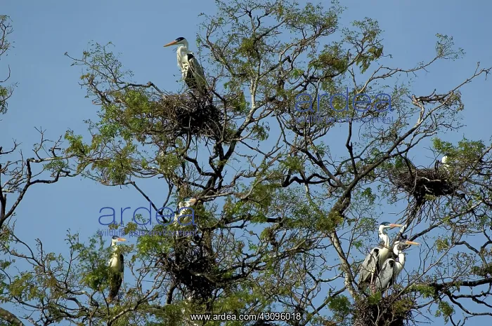 : Rookery of Cocoi Herons : Rookery of Cocoi Herons
