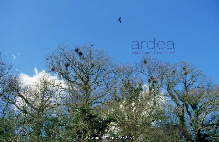 : ROOKERY - early spring : ROOKERY - early spring