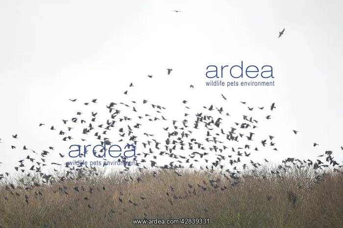 : Rooks - a building of Rooks in flight : Rooks - a building of Rooks in flight