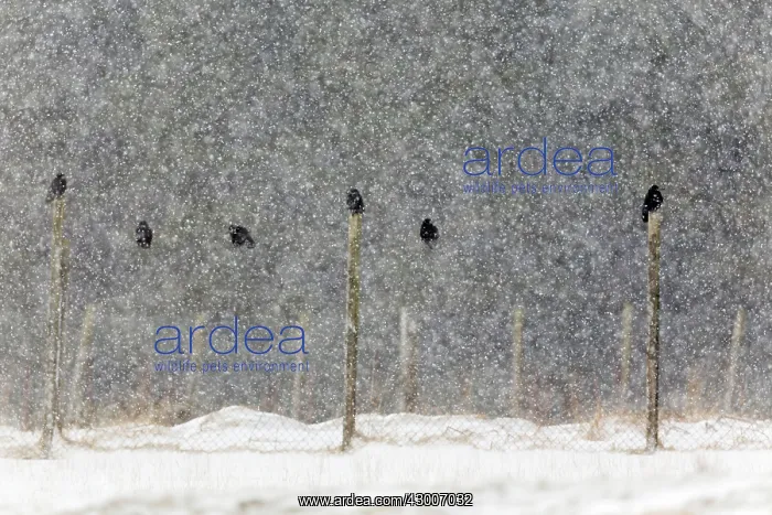  : Rooks (Corvus frugilegus). in falling snow - Scotland, UK