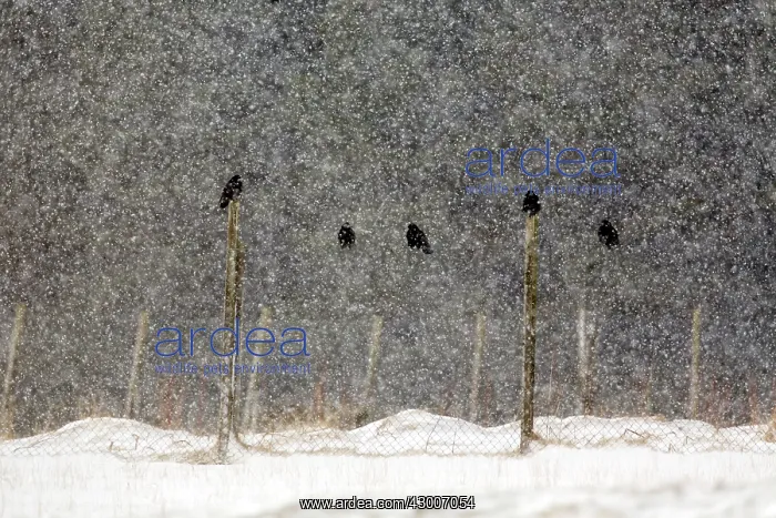 : Rooks (Corvus frugilegus). in falling snow - Scotland, UK : Rooks (Corvus frugilegus). in falling snow - Scotland, UK