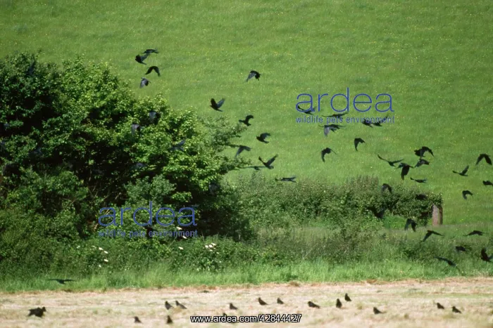 : ROOKS - in field, in flight : ROOKS - in field, in flight