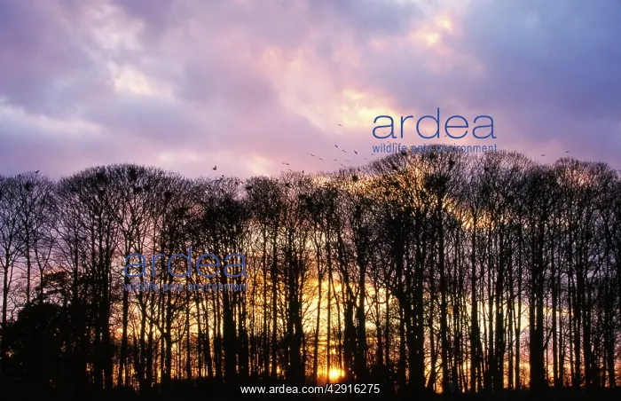: ROOKS - GOING TO ROOST : ROOKS - GOING TO ROOST
