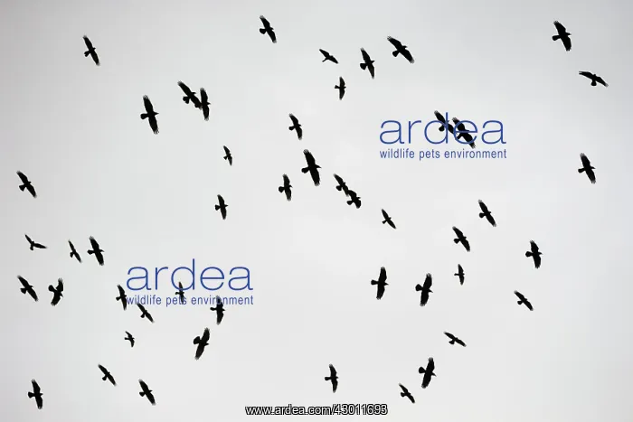 : Rooks and Jackdaws flying : Rooks and Jackdaws flying