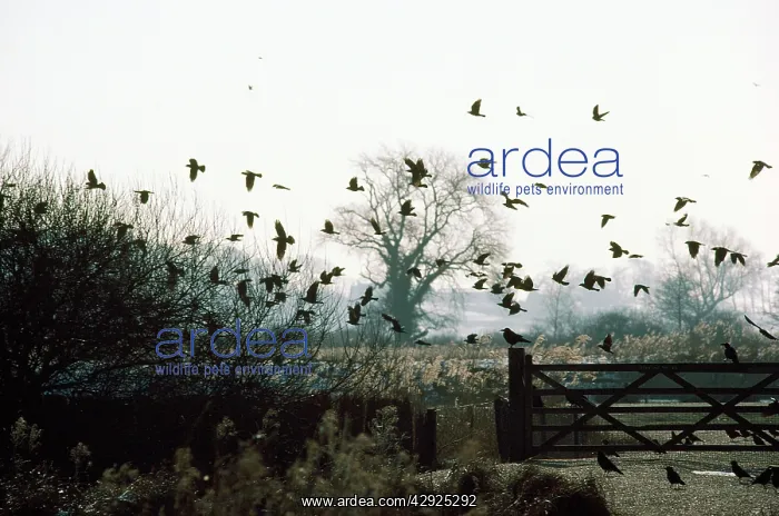 : ROOKS AND JACKDAWS - silhouette : ROOKS AND JACKDAWS - silhouette