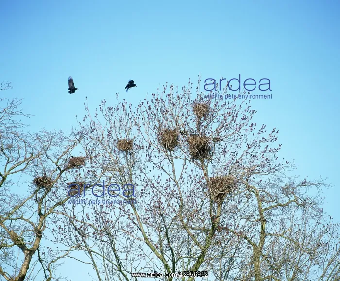 : Rooks - at rookery in spring : Rooks - at rookery in spring