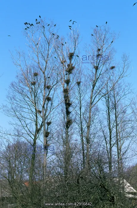 : ROOKS - AT ROOST, IN TREES : ROOKS - AT ROOST, IN TREES