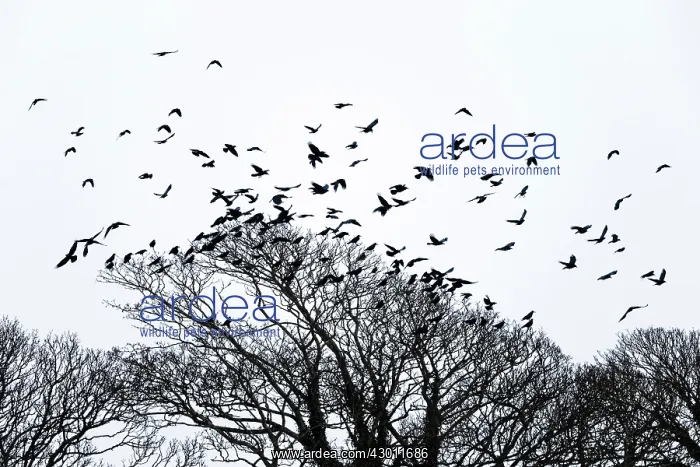 : Rooks taking flight from tree top : Rooks taking flight from tree top