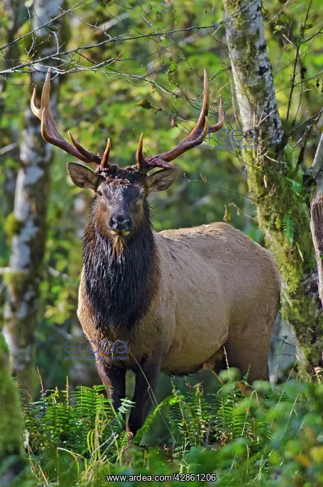 : Roosevelt Elk - bull - Autumn : Roosevelt Elk - bull - Autumn
