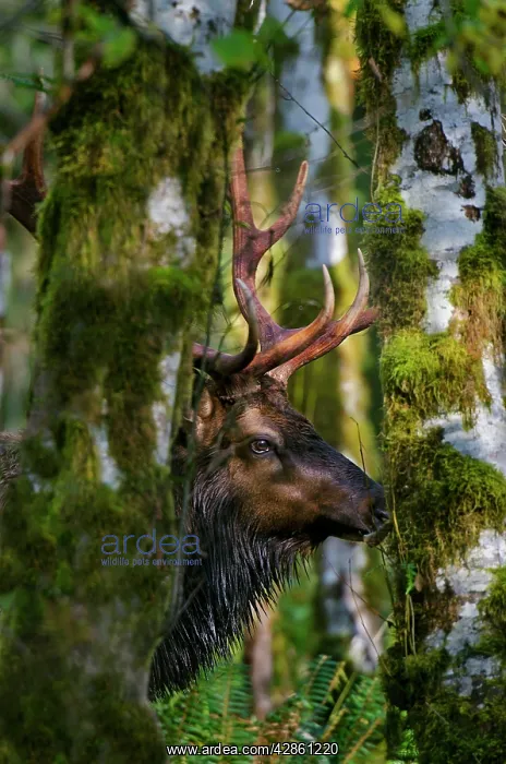 : Roosevelt Elk - bull - Autumn : Roosevelt Elk - bull - Autumn