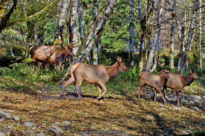  : Roosevelt Elk - bull and several members of his