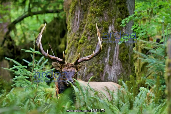 : Roosevelt Elk - bull in Olympic Rainforest - late September : Roosevelt Elk - bull in Olympic Rainforest - late September