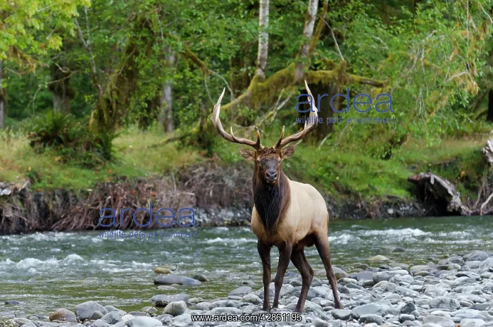  : Roosevelt Elk - bull standing along Pacific Northwest