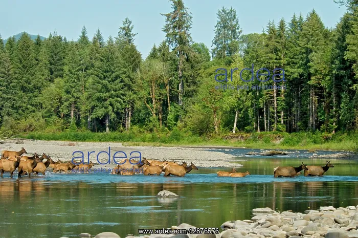 : Roosevelt Elk / Olympic Elk - crossing the Queets River : Roosevelt Elk / Olympic Elk - crossing the Queets River