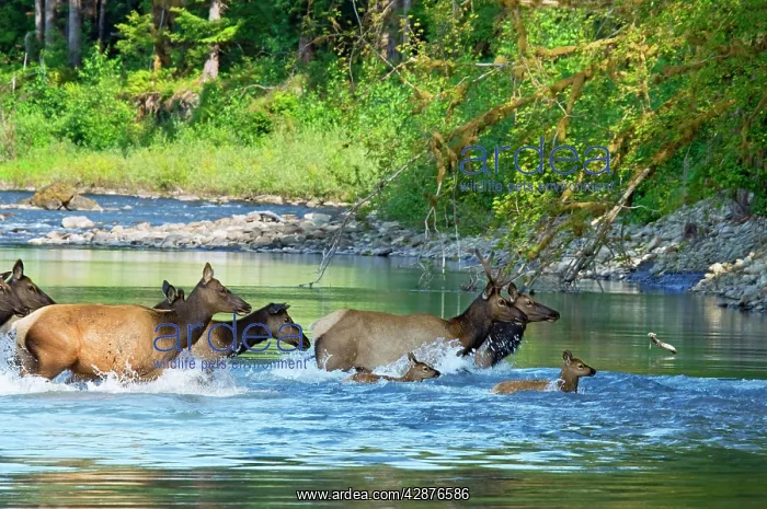: Roosevelt Elk / Olympic Elk - crossing the Queets River : Roosevelt Elk / Olympic Elk - crossing the Queets River