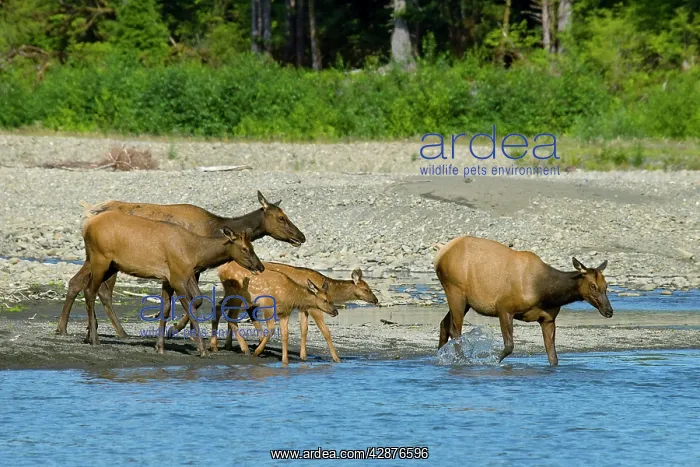 : Roosevelt Elk / Olympic Elk - along the Queets River : Roosevelt Elk / Olympic Elk - along the Queets River