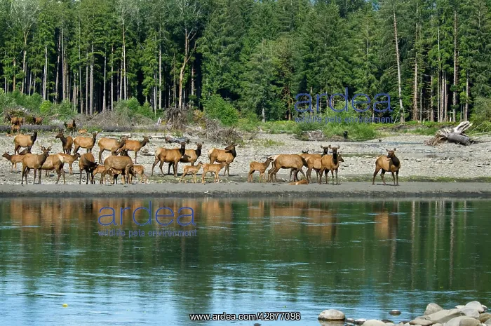 : Roosevelt Elk / Olympic Elk - along the Queets River : Roosevelt Elk / Olympic Elk - along the Queets River
