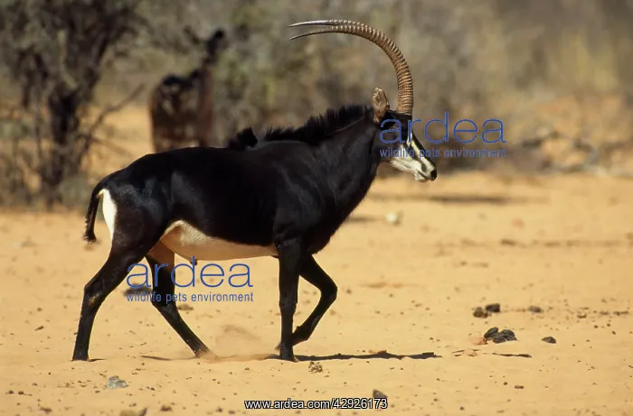 : Roosevelt's Sable Antelope - Male : Roosevelt's Sable Antelope - Male