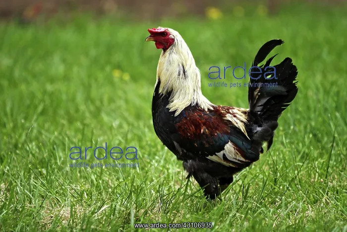 : Rooster. A rooster at the Pioneer Homestead at Oconoluftee Visitor Center : Rooster. A rooster at the Pioneer Homestead at Oconoluftee Visitor Center