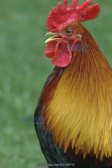 : Rooster a male domestic fowl. Northern California : Rooster a male domestic fowl. Northern California