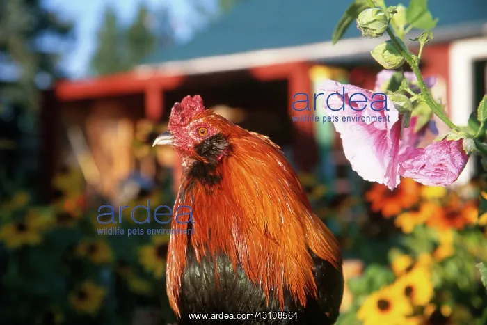 : Rooster. Wheaton Ameraucana Rooster : Rooster. Wheaton Ameraucana Rooster
