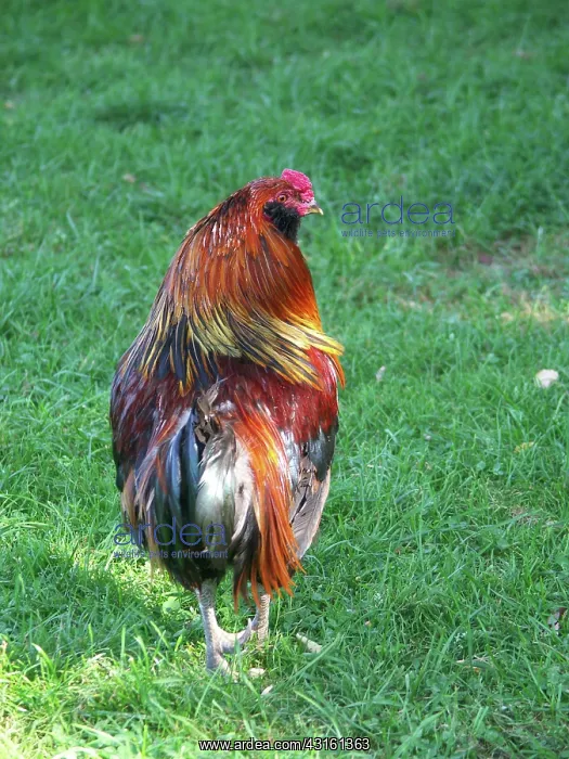: Rooster : Rooster