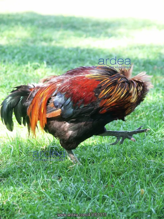 : Rooster : Rooster