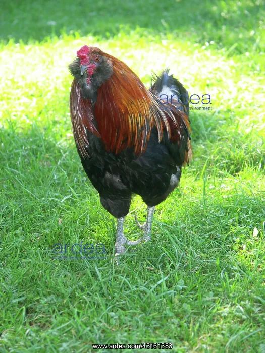 : Rooster : Rooster
