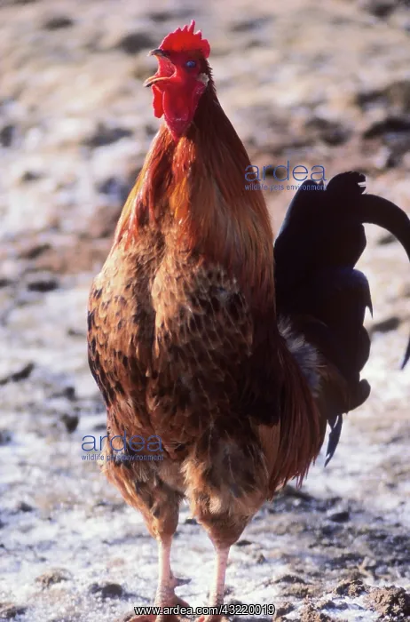 : Rooster. Rhode Island red rooster (Gallus gallus domesticus) crowing : Rooster. Rhode Island red rooster (Gallus gallus domesticus) crowing