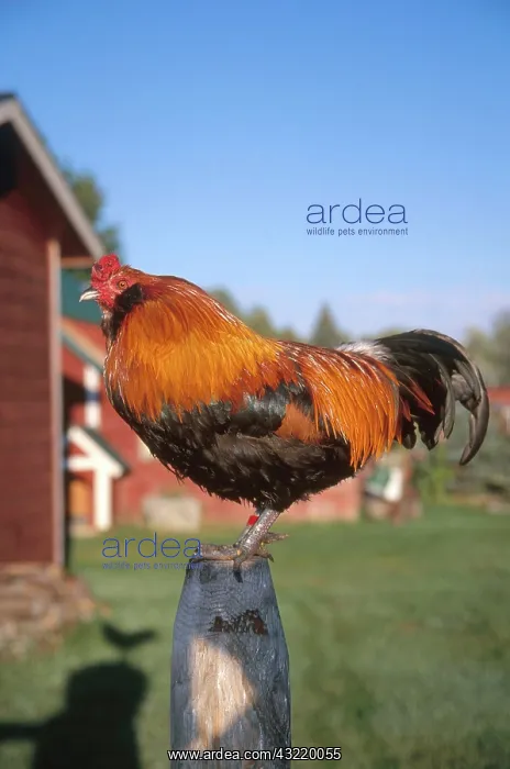 : Rooster. Wheaton Ameraucana rooster standing on a fencepost in a barnyard : Rooster. Wheaton Ameraucana rooster standing on a fencepost in a barnyard