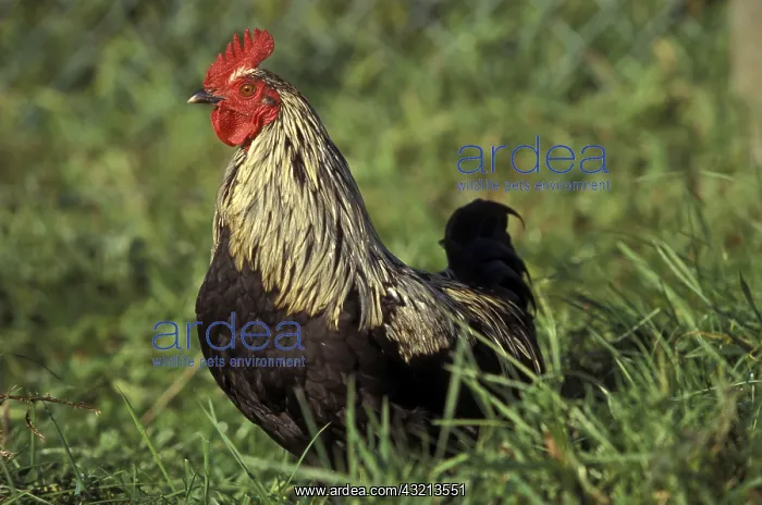 : Rooster Ardennais noir on the meadow France : Rooster Ardennais noir on the meadow France