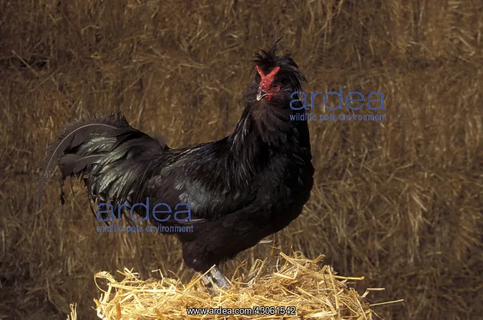 : Rooster Crevecoeur black on a bale of straw France : Rooster Crevecoeur black on a bale of straw France