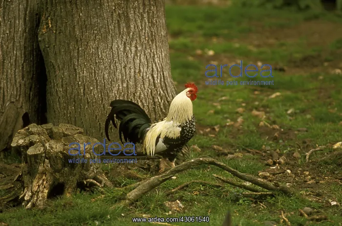 : Rooster Crevecoeur near a tree trunk France : Rooster Crevecoeur near a tree trunk France