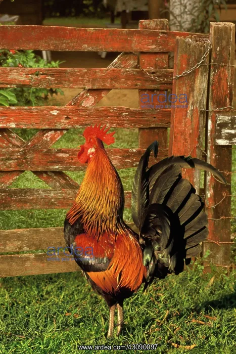 : Rooster crowing : Rooster crowing