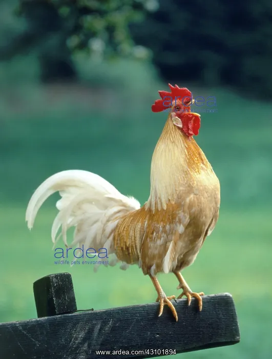 : Rooster crowing : Rooster crowing